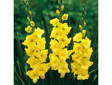 Yellow Stone-2013.jpg
