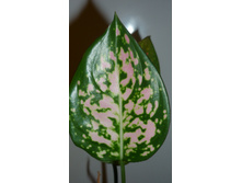 �����  Pink Indonesia