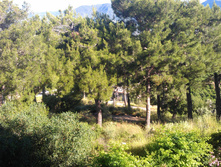 IMAG0128.jpg