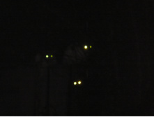 ����� �ң� �����