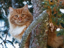 1Cats_02.jpg