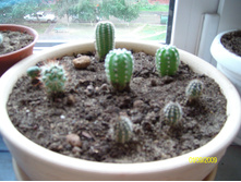 3 �������-Setiechinopsis mirabilis