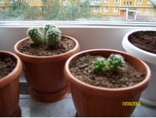 ������ Mammillaria sphaerica