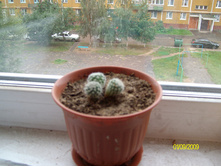 Mammillaria supertexta