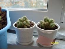 Mammillaria prolifera ssp. prolifera