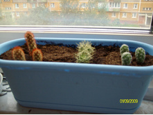 1-Mammillaria elongata.2-Mammillaria decipiens ssp.camtorichta.3-Mammillaria vetula ssp.gracilis