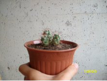 Mammillaria shumannii