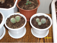 2-Astrophytum asterias 