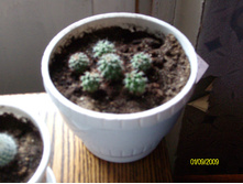 Mammillaria sartorii 