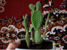 Opuntia microdasys