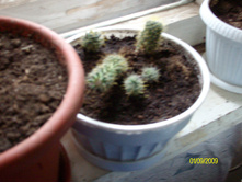 Mammillaria wildii