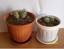 1-Mammillaria shumannii.2-Mammillaria supertexta 