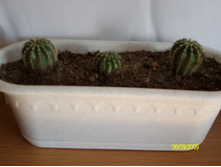 Echinopsis eyriesii