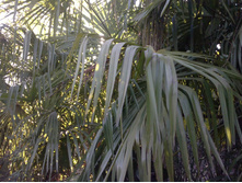 CAM00097.jpg