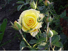 �����.jpg