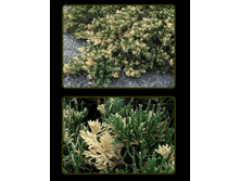  ������������ ��������� (���� \\\'�������� ���������  Juniperus davurica \'Expansa Variagata\'	������������	P10.5	 ���� 2,00 