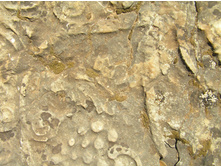 Ancient stone1