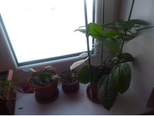 P1000155.JPG