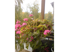 ������ Kong Rose � ������ ������ ������