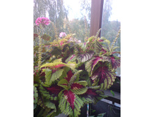 K����� Kong Rose ���� 2