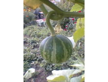 ����114.jpg