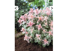 ������ Sedum Pinky