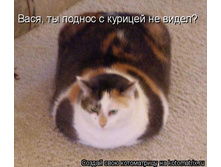943267.jpg