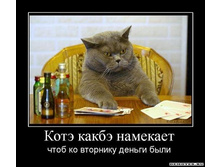 1281892126_1kote-kakbe-namekaet.jpeg