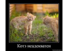 1311166132_89170_kote-neadekvaten.jpg