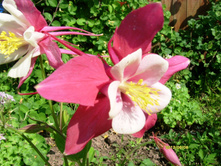 S73R1299.JPG