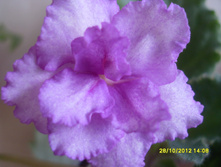 SDC12630.JPG