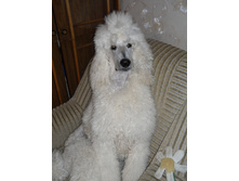 SAM_6455.JPG