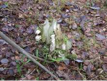 DSCF1191.JPG