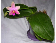 Phal Liodora 