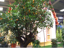 AFA 03.2007