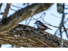 DSC_0038.jpg