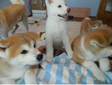 DSCN1136.jpg