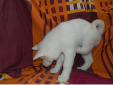DSCN1229.jpg