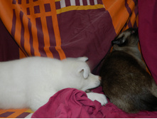 DSCN1236.jpg