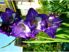 DSCN2972.JPG
