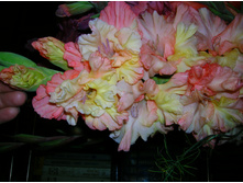 DSCN3009.JPG