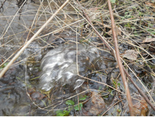 DSCN1330s.JPG