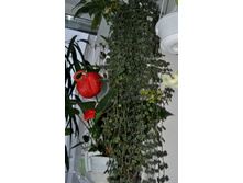 ���� Curtisii