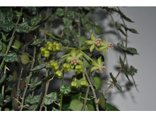 ���� Curtisii ��������