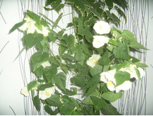 SSA45281.JPG