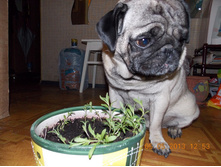������ �������� �������,������ �����������)