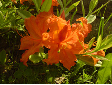 DSC00032.JPG