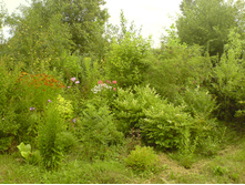 DSC00095.JPG