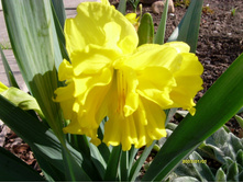 S73R4130.JPG