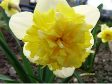 S73R4173.JPG